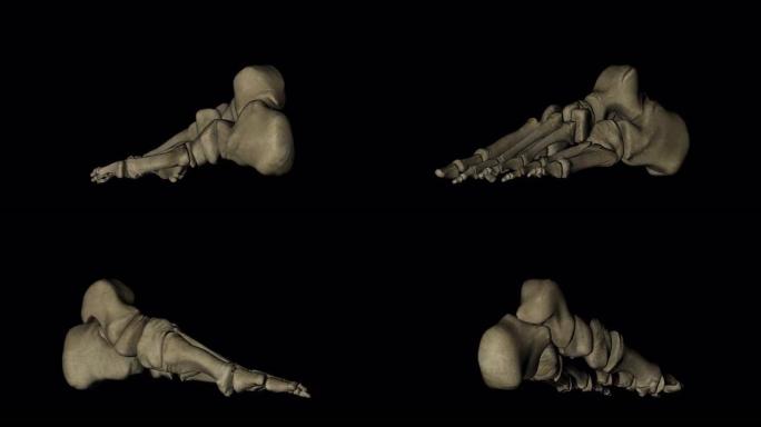 在黑色背景上旋转的人类脚骨