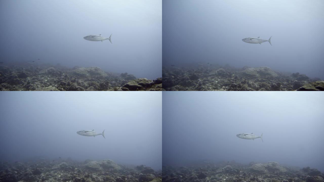 马尔代夫开放水域中的金枪鱼