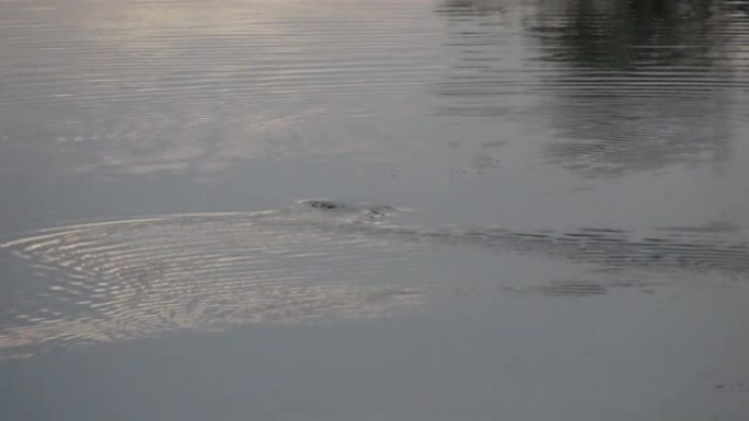 野生鸭嘴兽在鸭嘴兽的庞巴拉河表面上游动