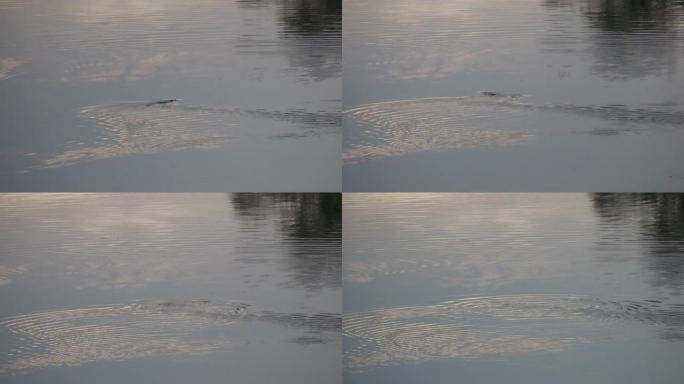 野生鸭嘴兽在鸭嘴兽的庞巴拉河表面上游动