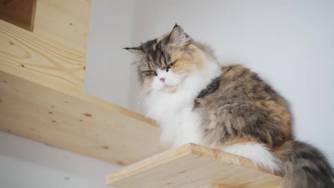 棕色印花布波斯猫在木制架子上舔唇。猫木墙房子盒子。猫感到痒和抓挠。