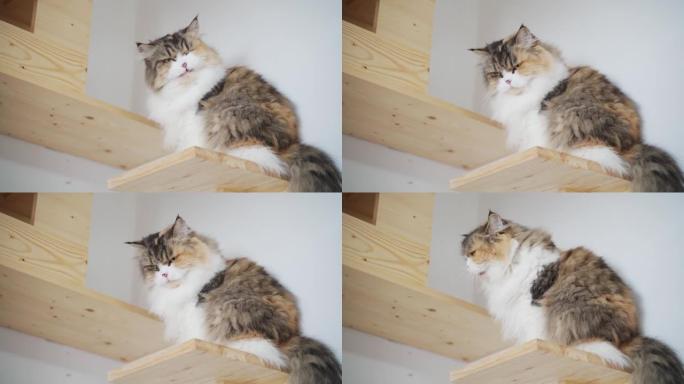 棕色印花布波斯猫在木制架子上舔唇。猫木墙房子盒子。猫感到痒和抓挠。