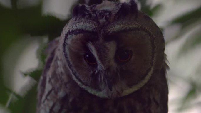 成年长耳猫头鹰 (Asio otus) 凝视并坐在树冠深处的密集树枝上的特写视频。自然栖息地背景下鸟