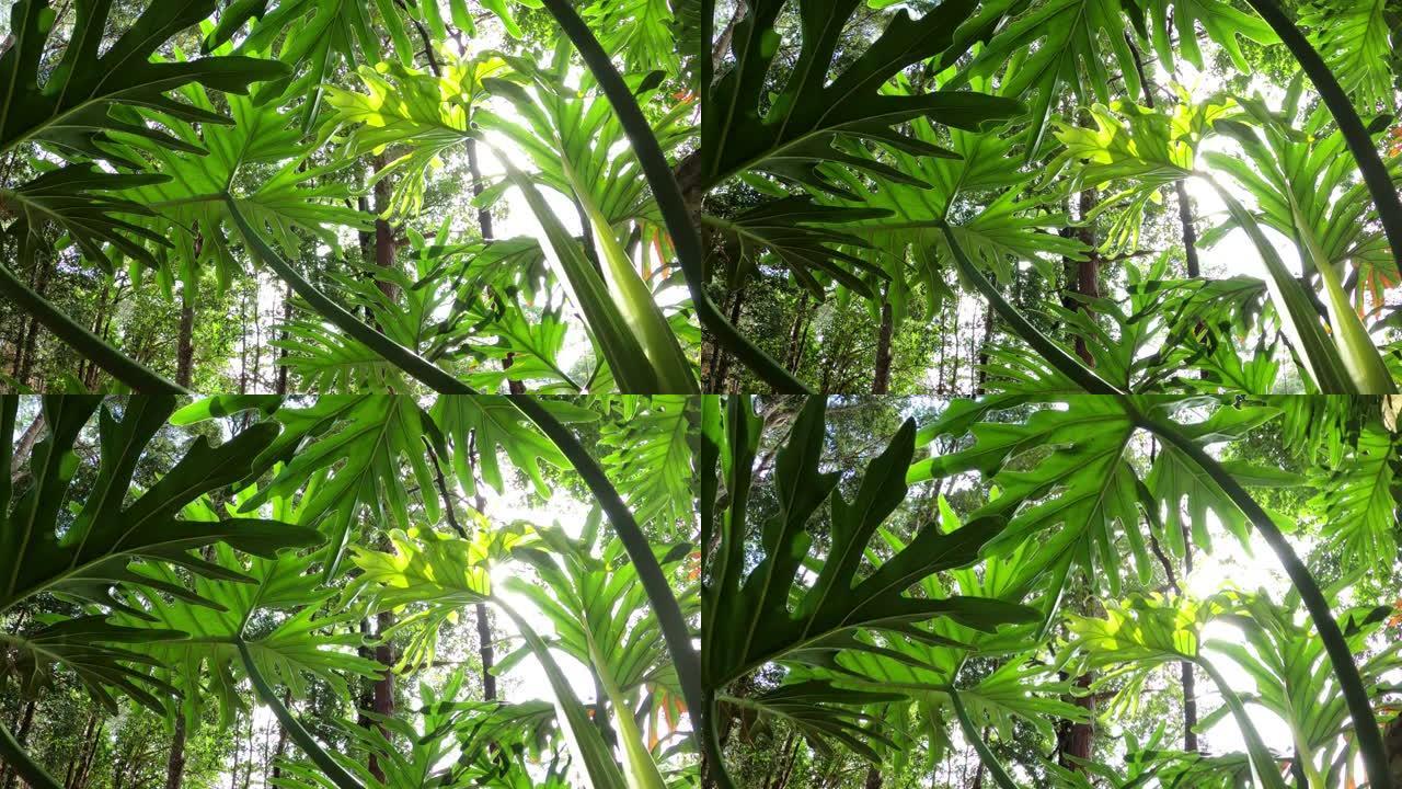 阳光观赏植物绿叶，菲洛德龙Xanadu