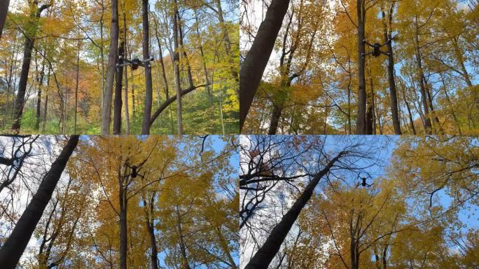 无人机在秋天穿越枫树森林