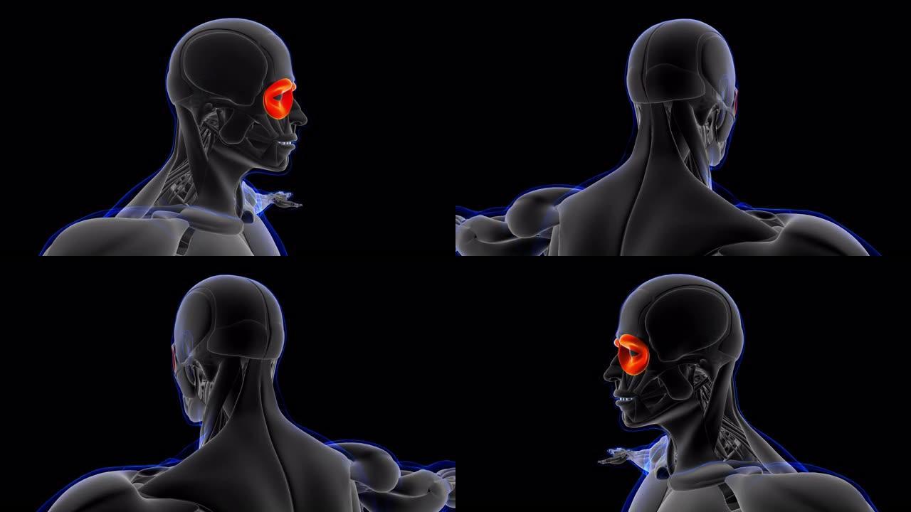 眼轮匝肌解剖医学概念3D