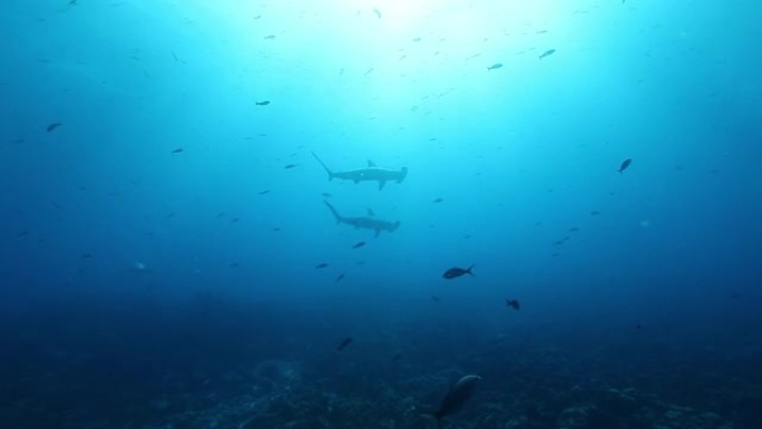 锤头鲨和海龟水下太平洋。