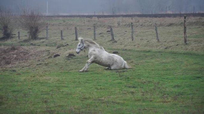 一匹白马在牧场上吃草。美丽的母马在草地上玩耍