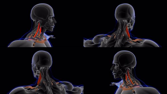 医学概念3D斜角肌解剖