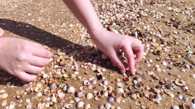 收集贝壳的女孩的手的宏视频。手里拿着很多漂亮的贝壳，女孩看着它们，选择最好的。