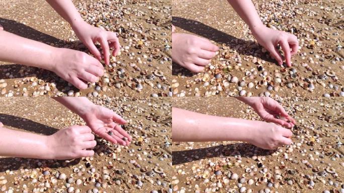 收集贝壳的女孩的手的宏视频。手里拿着很多漂亮的贝壳，女孩看着它们，选择最好的。