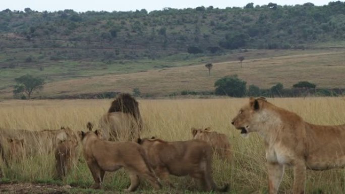 一群狮子跟着他们的首领来到平原上