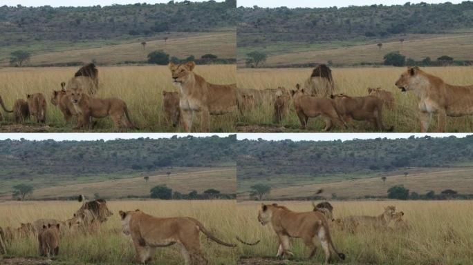 一群狮子跟着他们的首领来到平原上