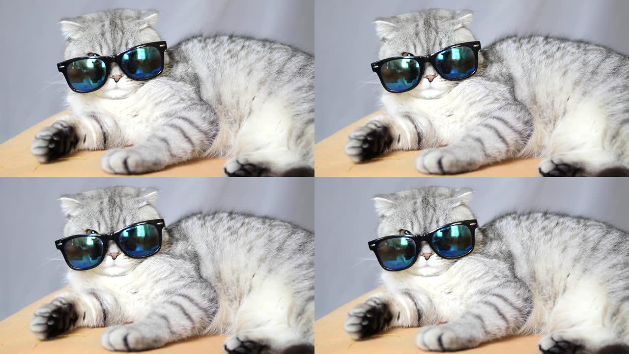戴着太阳镜的苏格兰猫，有趣的猫，度假胜地的猫