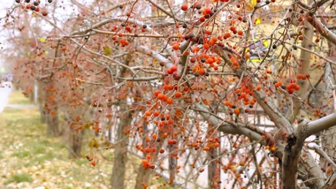 在路边人行道上的灌木树上，将螃蟹苹果，Malus Baccata的红色秋天浆果特写