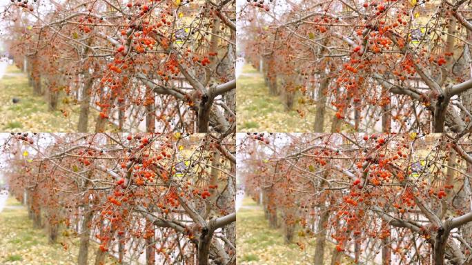 在路边人行道上的灌木树上，将螃蟹苹果，Malus Baccata的红色秋天浆果特写