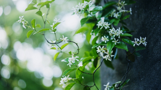 小清新春天阳光树林，花草，树叶光斑素材