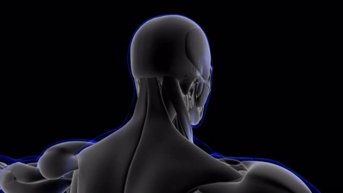 降压超纤毛肌肉解剖医学概念环可3D插图