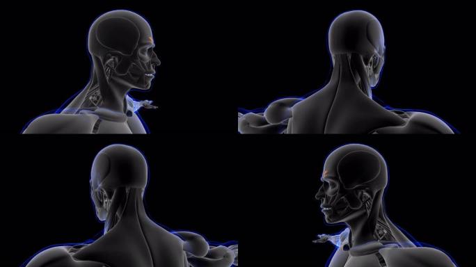 降压超纤毛肌肉解剖医学概念环可3D插图