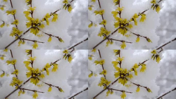 春天特写时，灌木丛上覆盖着一层雪的黄色花朵。