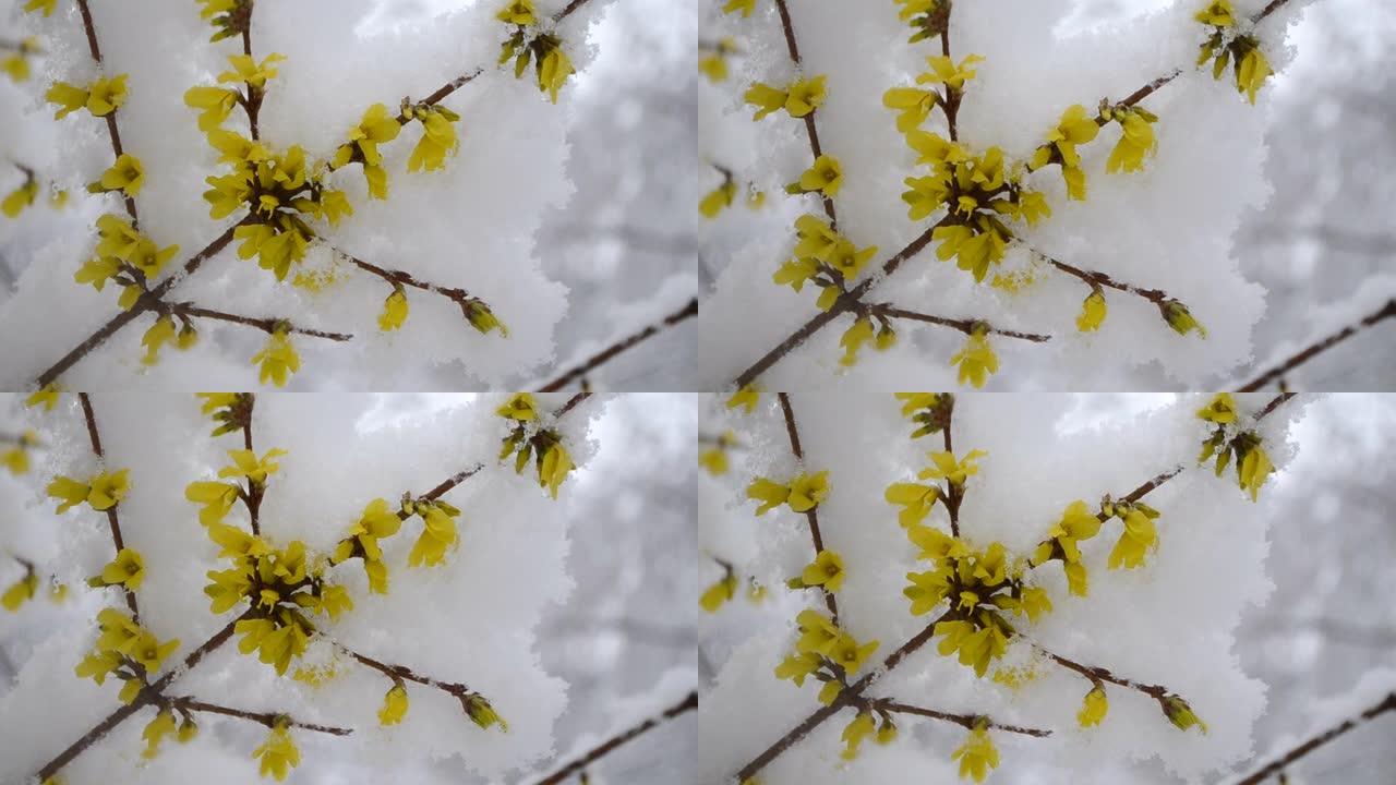 春天特写时，灌木丛上覆盖着一层雪的黄色花朵。