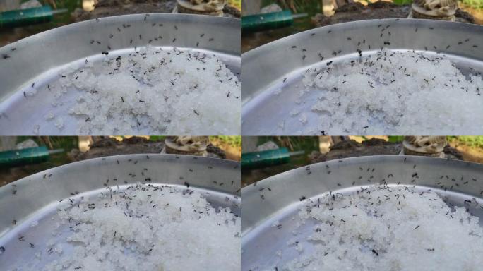 黑蚂蚁吃和搬运不锈钢板上的糖块。