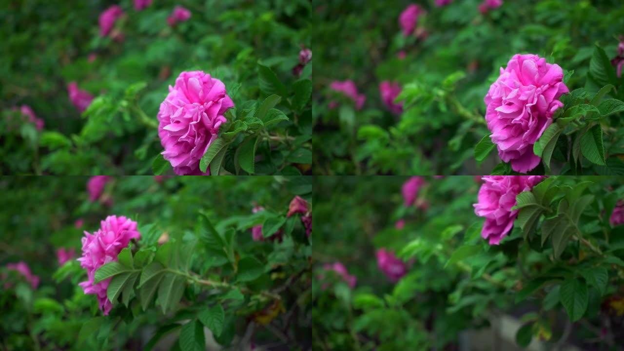风中的野玫瑰花