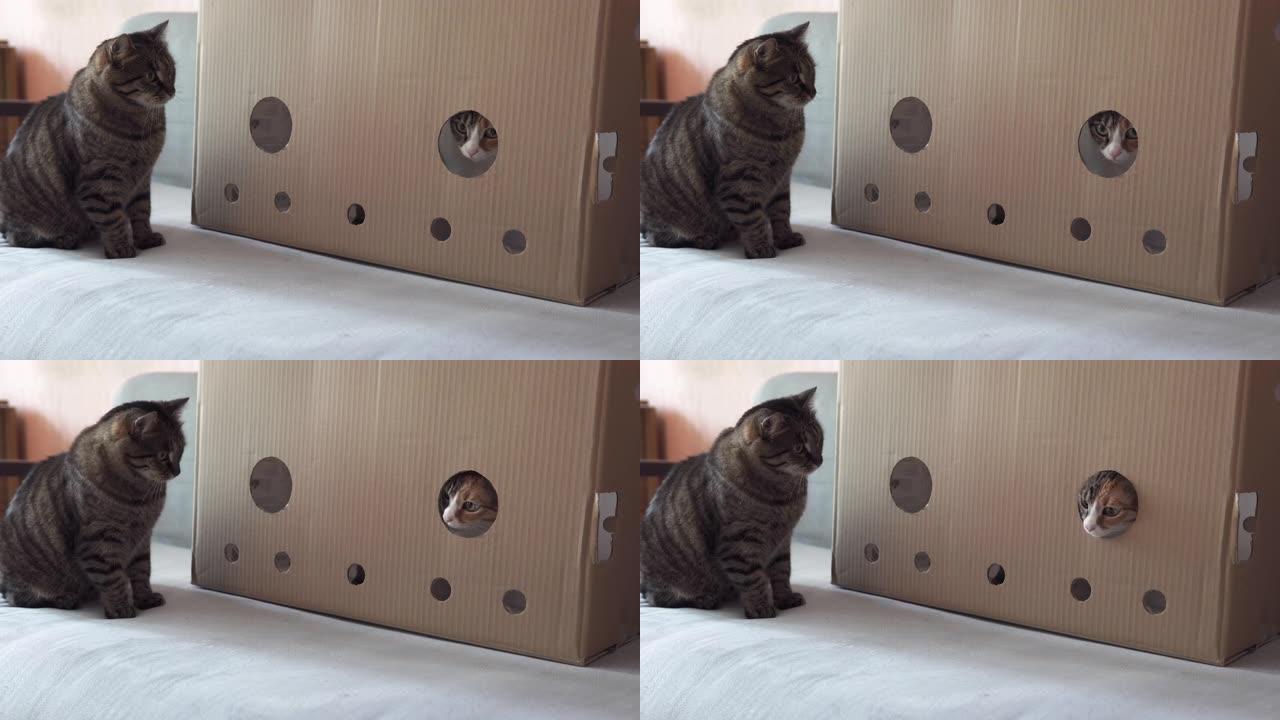 顽皮的猫坐在纸板箱里