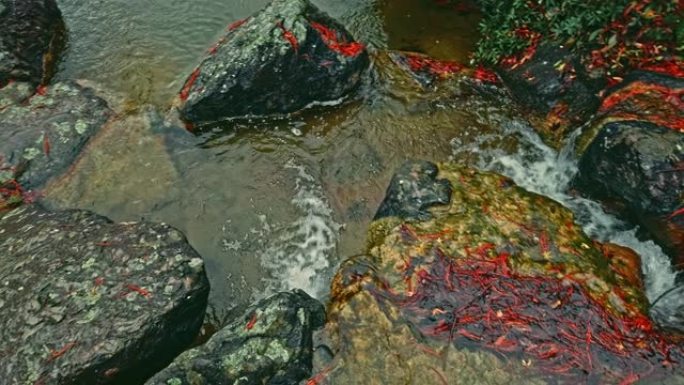水流流过带有红色落叶的巨石。