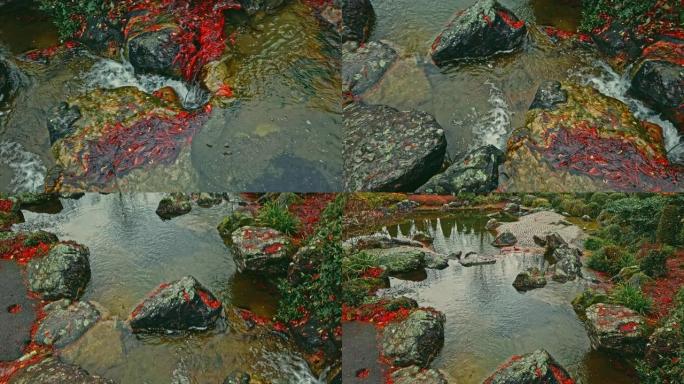 水流流过带有红色落叶的巨石。