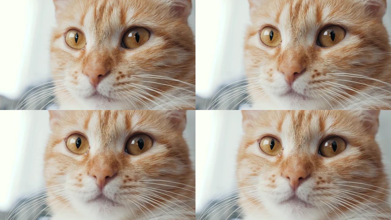 一只华丽好奇的女红猫在家的极端特写肖像