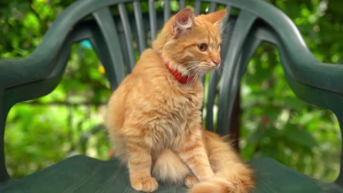 可爱的红猫坐在户外的椅子上