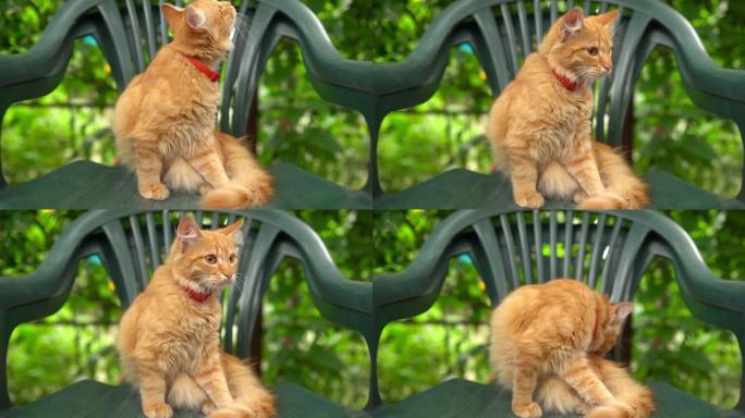 可爱的红猫坐在户外的椅子上