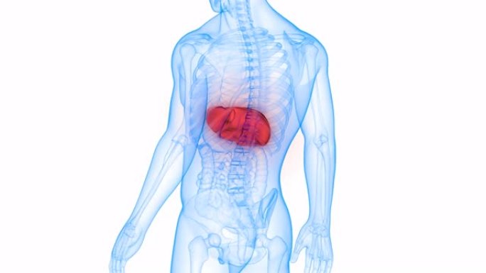 人体内消化器官肝脏解剖动画概念