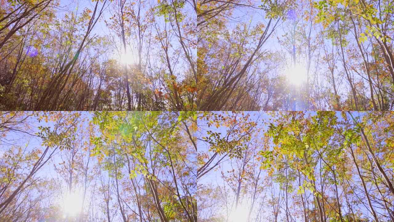 蓝天和秋树阳光透过树林枯黄的