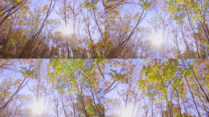 蓝天和秋树阳光透过树林枯黄的
