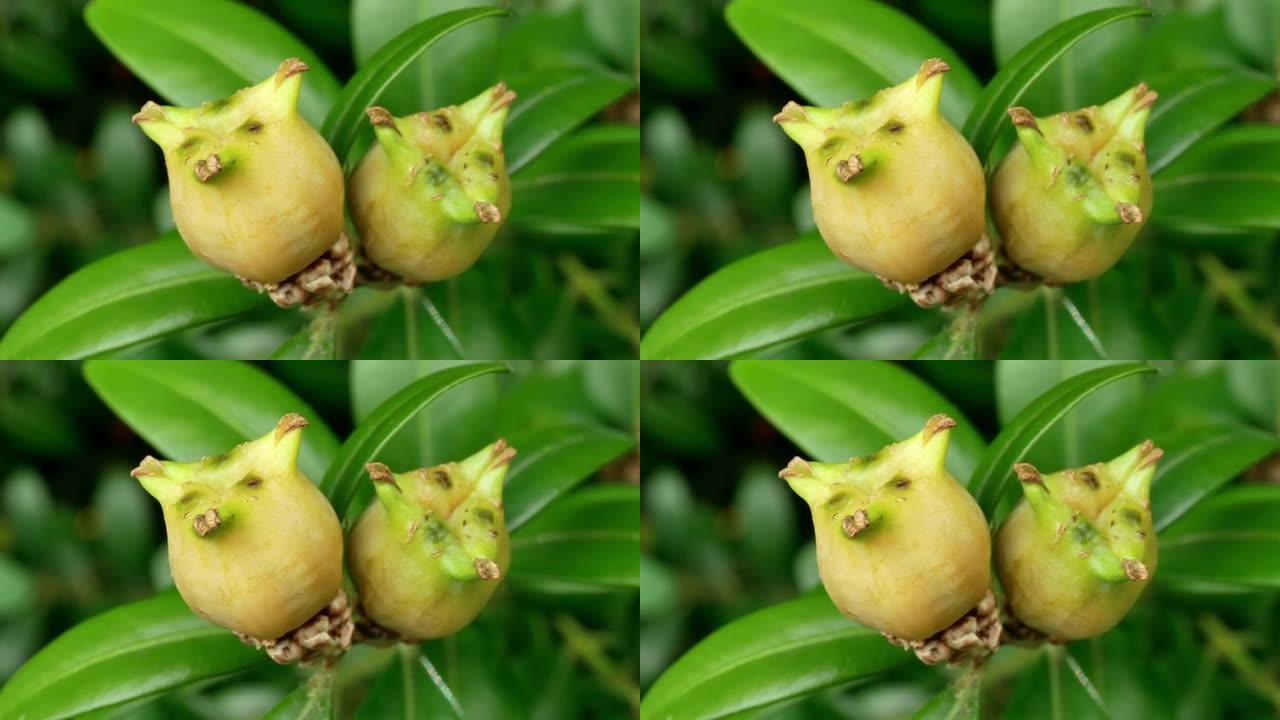 普通黄杨木 (Buxus sempervirens)，水果