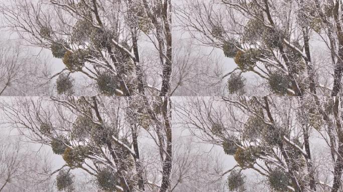 白俄罗斯冬季森林树上的欧洲槲寄生 (Viscum专辑)