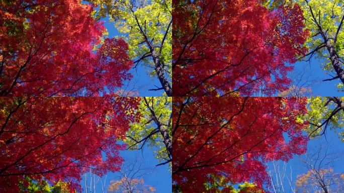 秋天的颜色北海道、户外活动、国家公园、