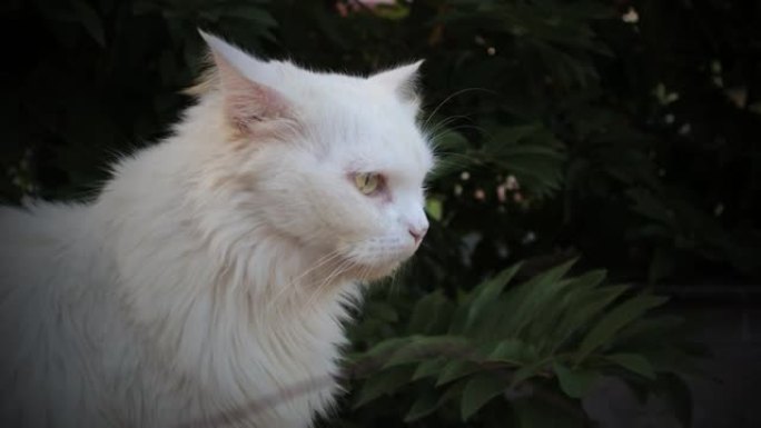 猫放松白猫猫咪家畜