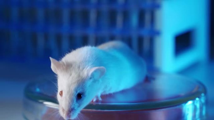 一位科学家正在对实验动物进行实验。白鼠白化实验室