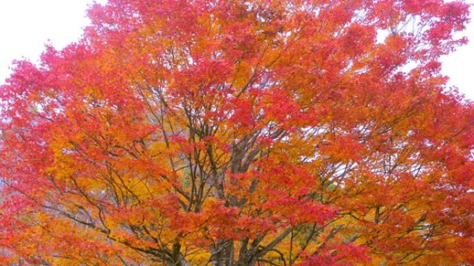 秋天的颜色红叶秋树秋季