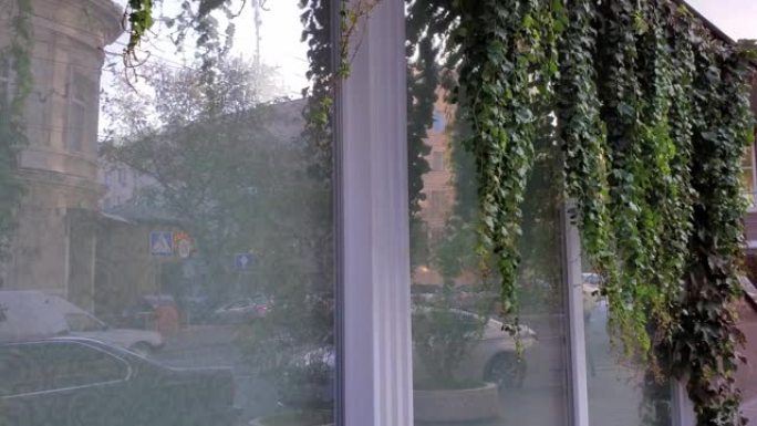 悬挂在展柜上方的常春藤枝桠，模糊地反映着城市生活的背景