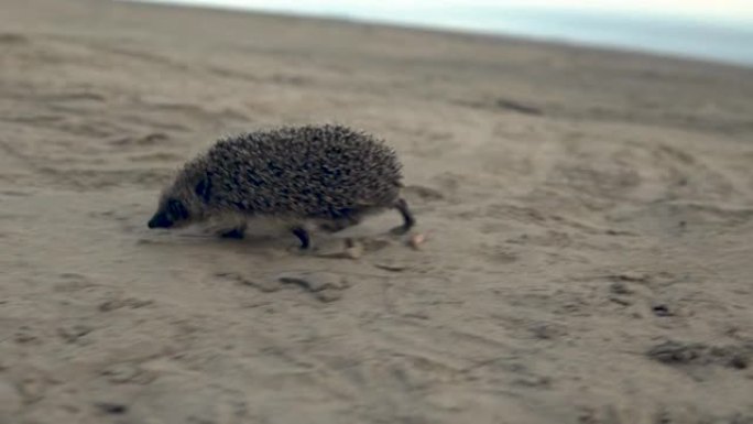 野生刺猬在沙滩上奔跑