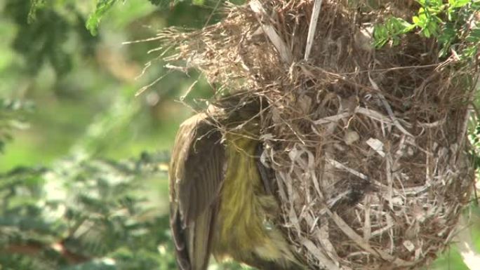 一只雌性太阳鸟在巢中喂养婴儿，然后继续修复巢的内部