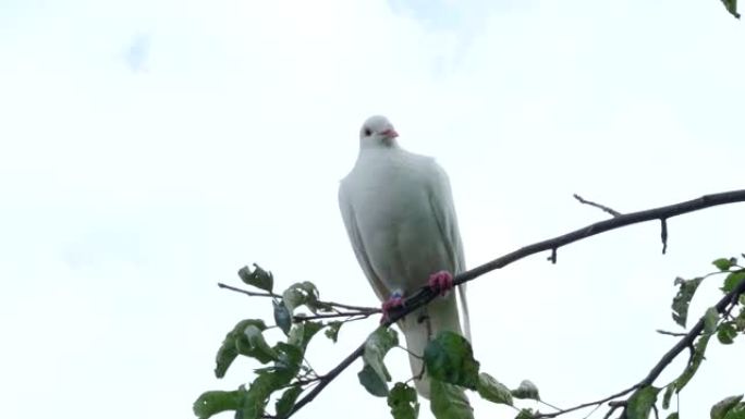 白斑鸠 (Streptopelia roseogrisea) 坐在树枝上，在高清视频中飞走。