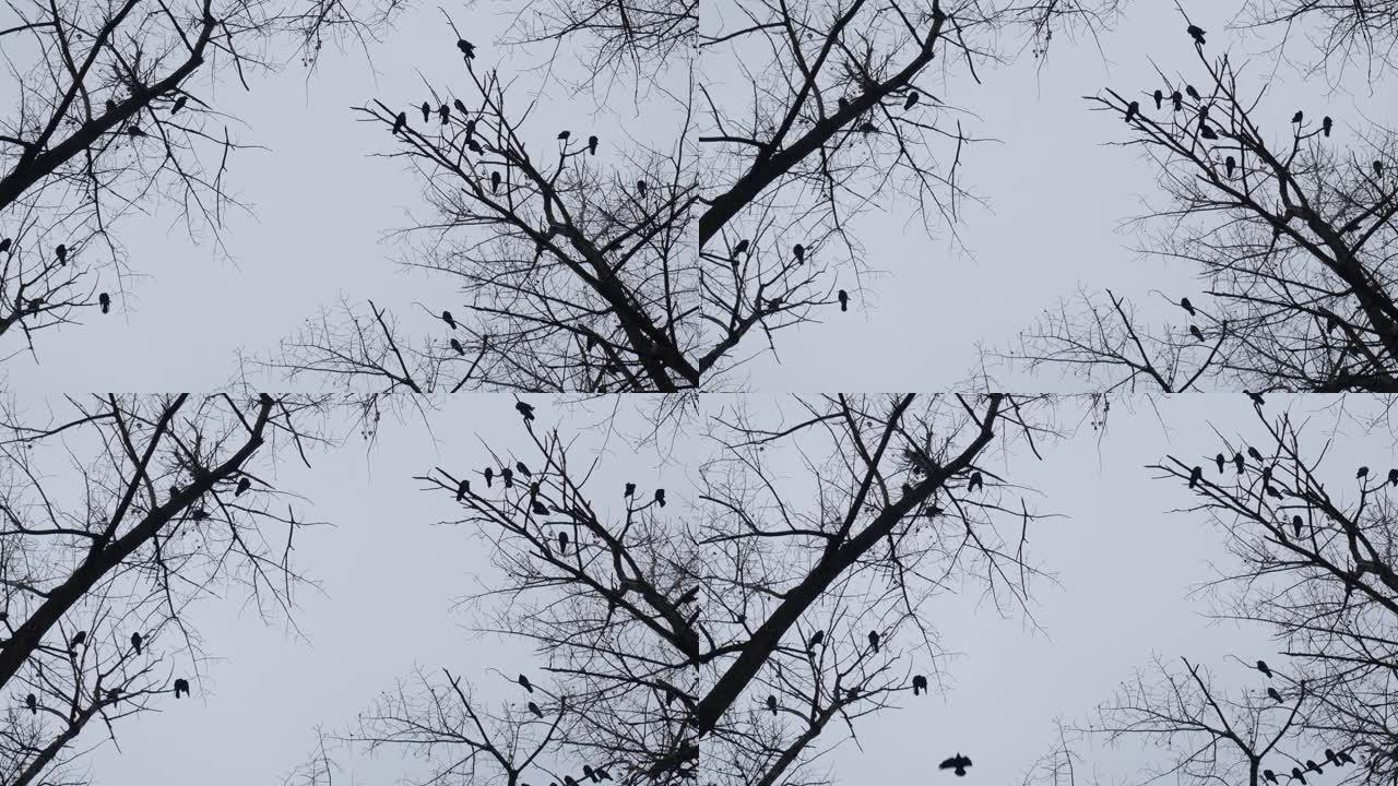 乌鸦坐在秋天落叶的树枝上。