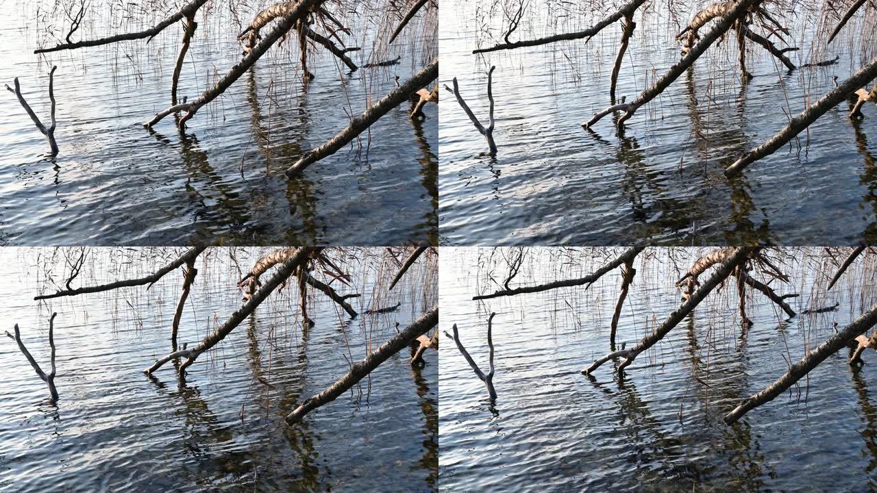 裸露的树枝碰湖