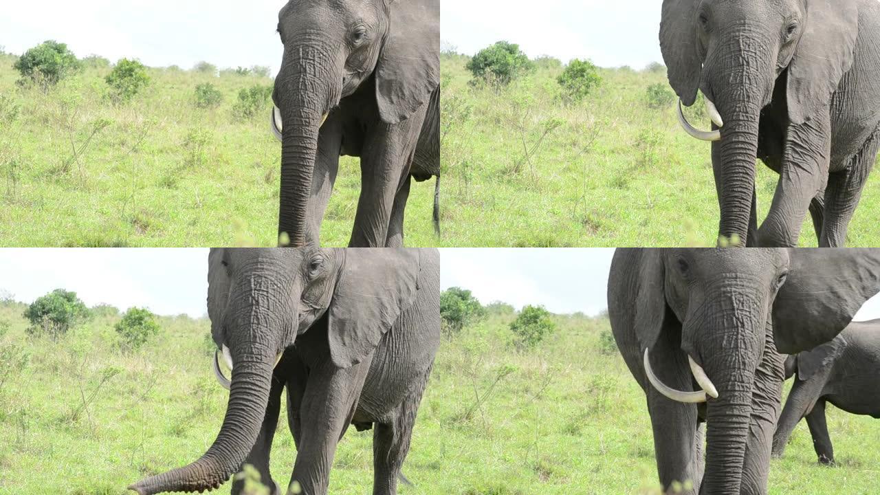象牙变形的大象
