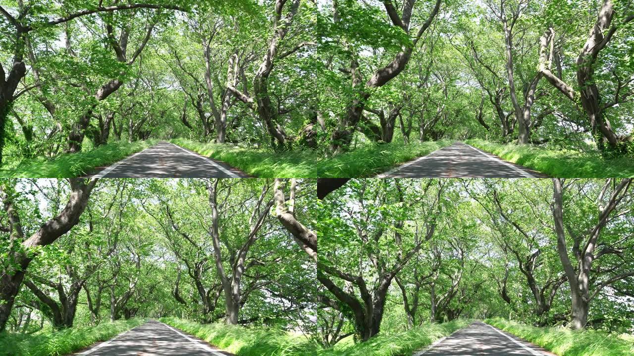 新鲜绿树的景观林间小路
